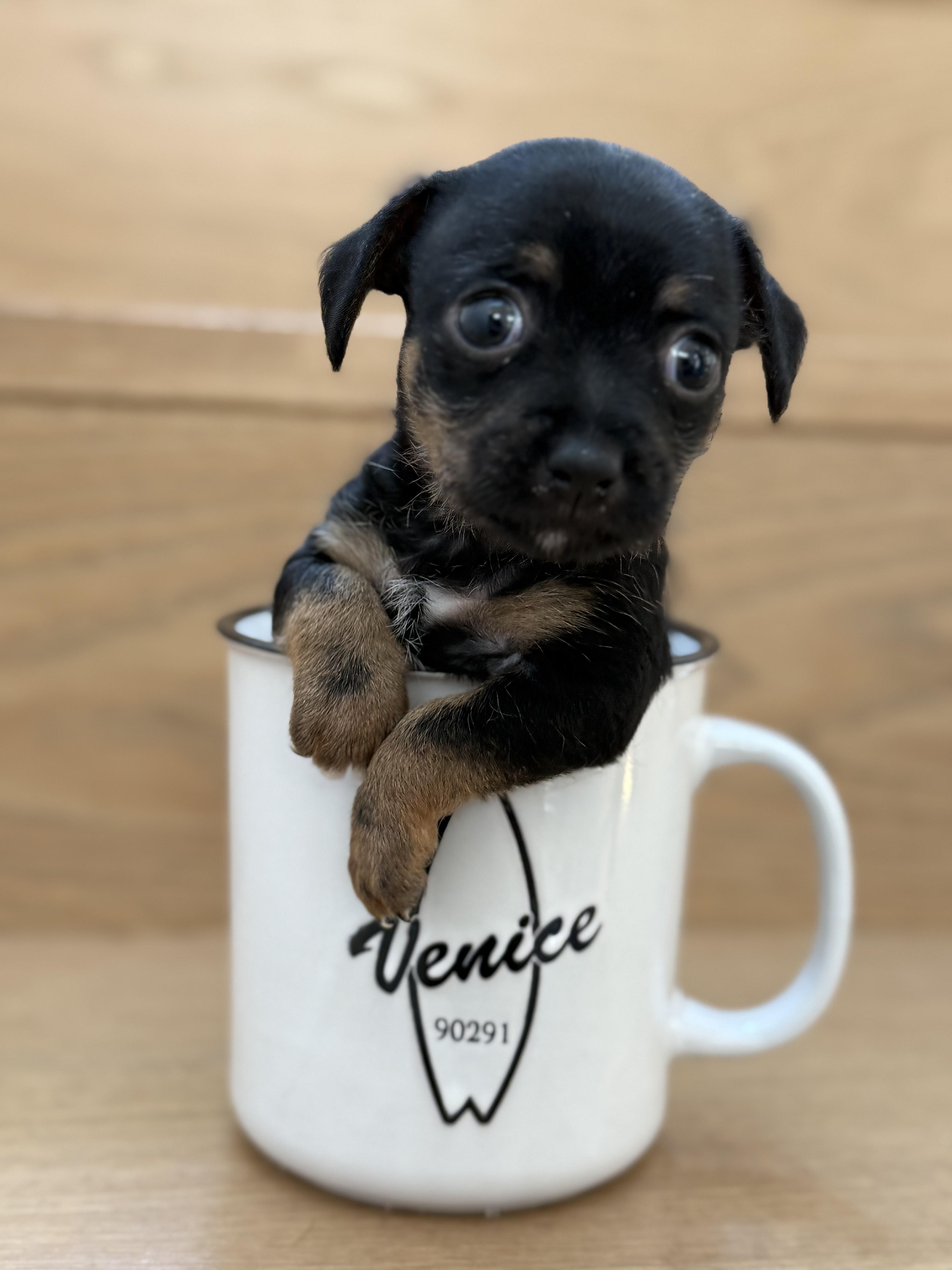 Enlarge Tortellini, a Adoptable Chihuahua in West Hollywood, CA image 5/6