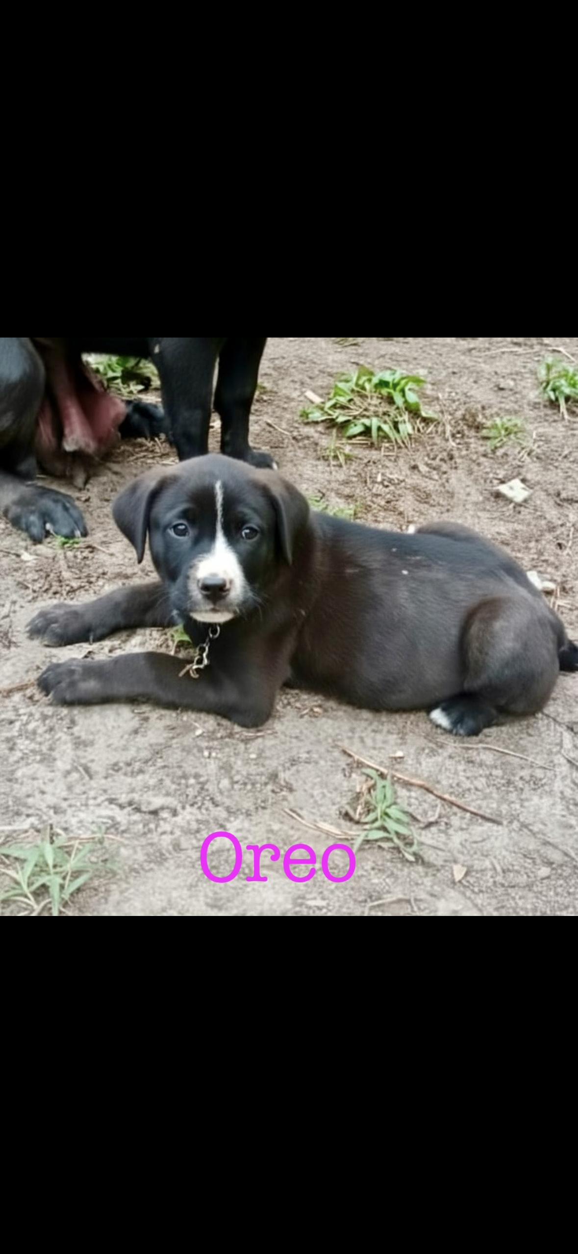 Oreo, Adoptable, Puppy Female Catahoula Leopard Dog.