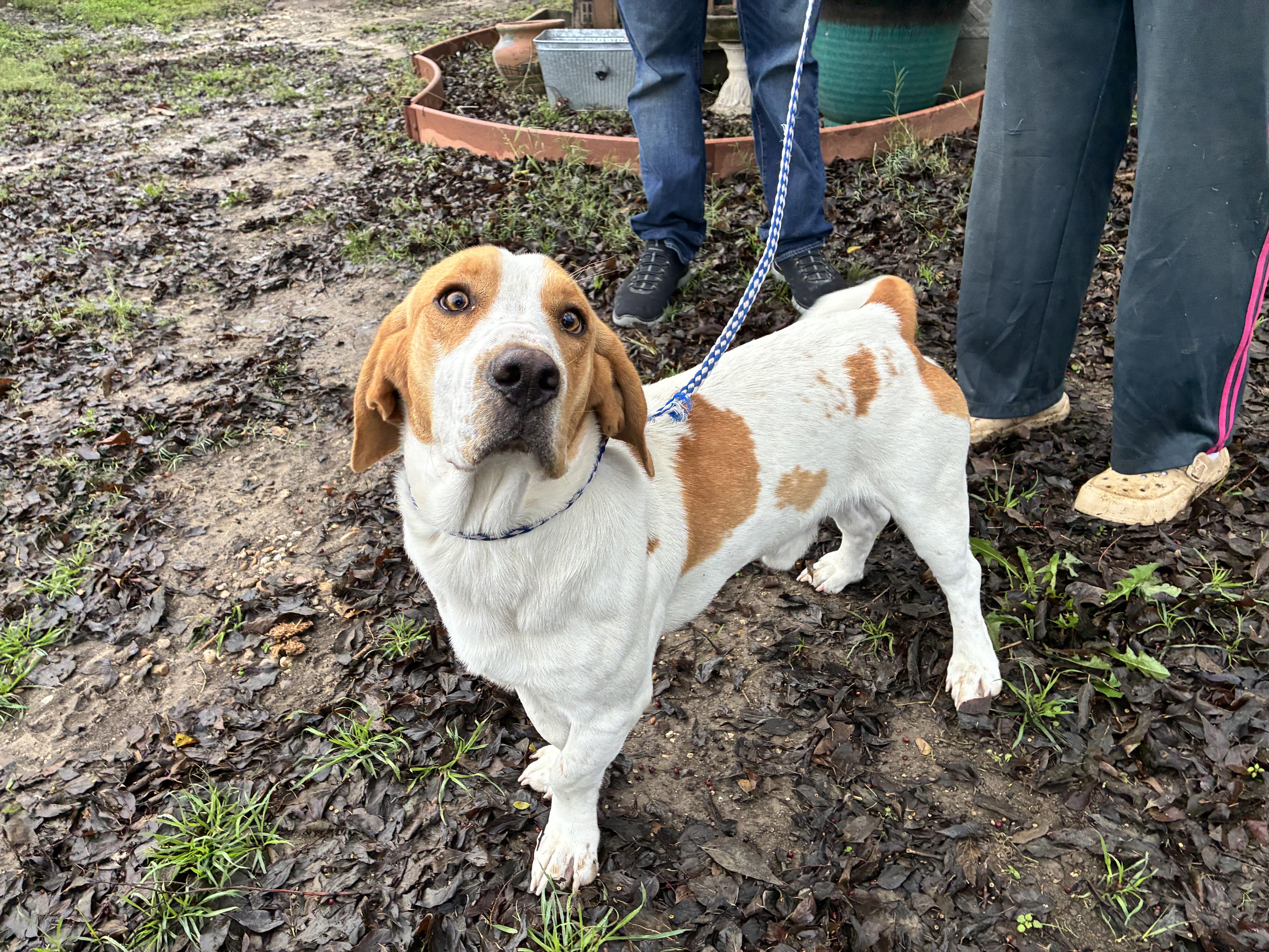 Enlarge Fred , an adopted mixed breed in Plano, TX image 1/2