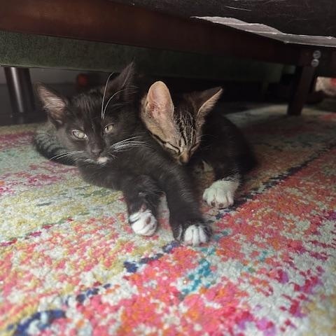 Enlarge Pedro & Penelope, a Adopted Domestic Short Hair in Seattle, WA image 3/6