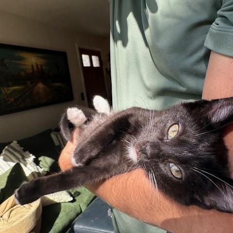 Enlarge Pedro & Penelope, a Adopted Domestic Short Hair in Seattle, WA image 2/6