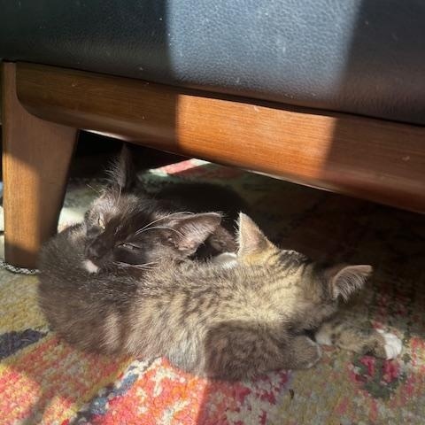 Enlarge Pedro & Penelope, a Adopted Domestic Short Hair in Seattle, WA image 6/6