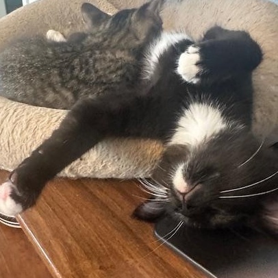 Enlarge Pedro & Penelope, a Adopted Domestic Short Hair in Seattle, WA image 1/6