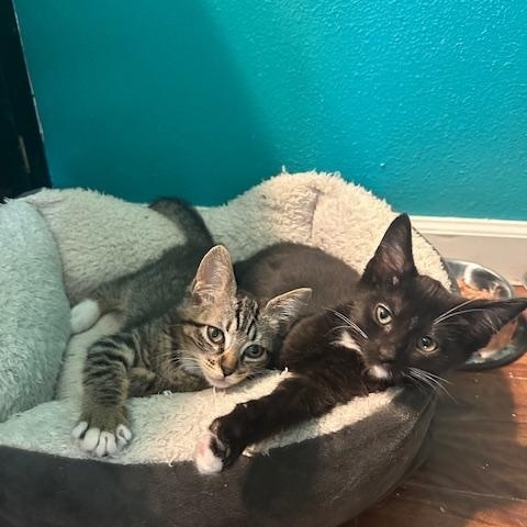 Enlarge Pedro & Penelope, a Adopted Domestic Short Hair in Seattle, WA image 5/6