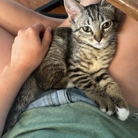 Enlarge Pedro & Penelope, a Adopted Domestic Short Hair in Seattle, WA image 4/6