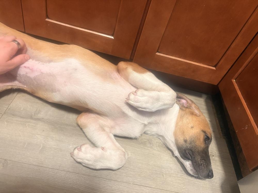 Enlarge PENNE, a Adoptable Shepherd in Thornton, CO image 1/3