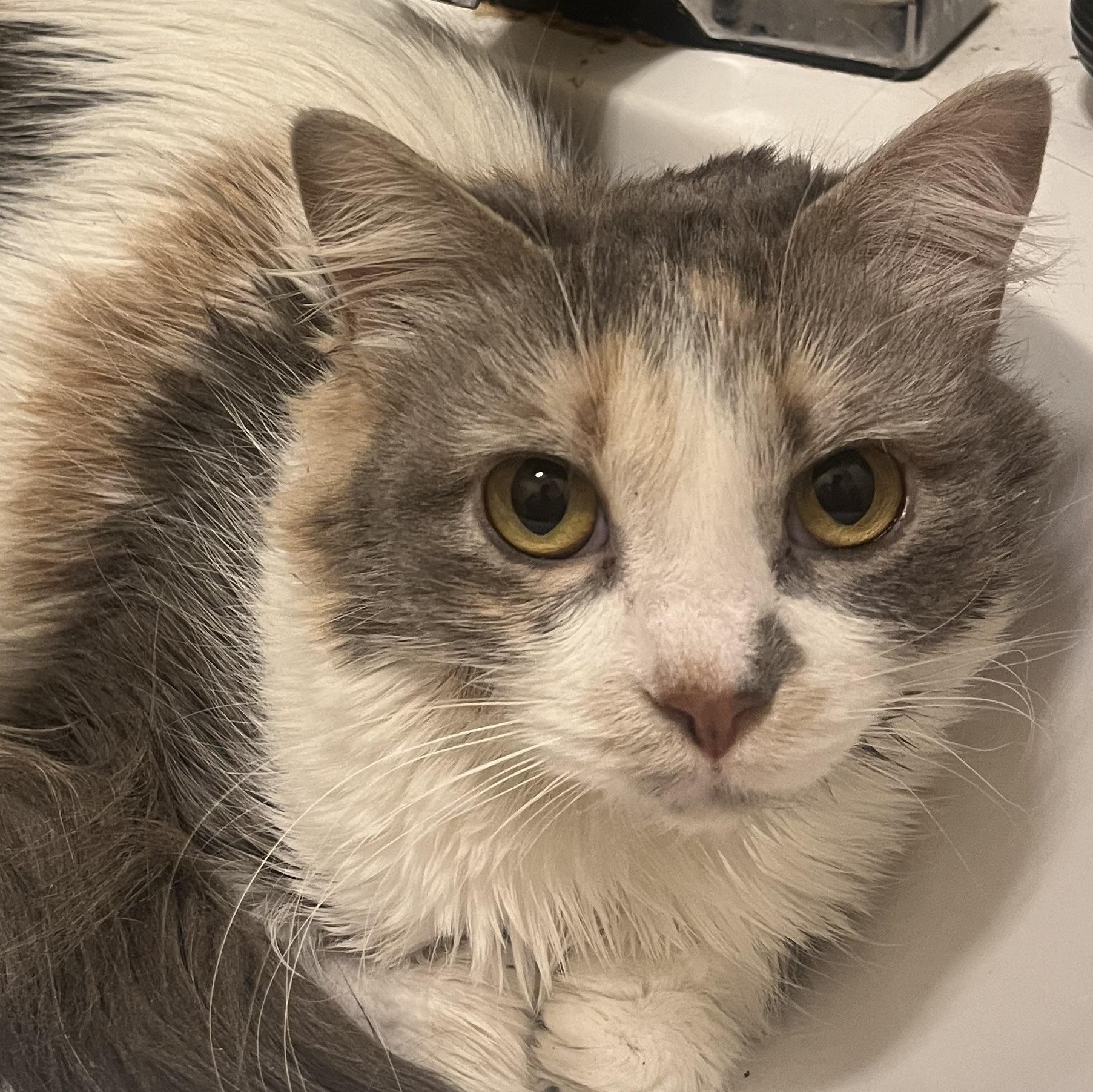 Earth , ADOPTABLE, Adult Female Domestic Long Hair.