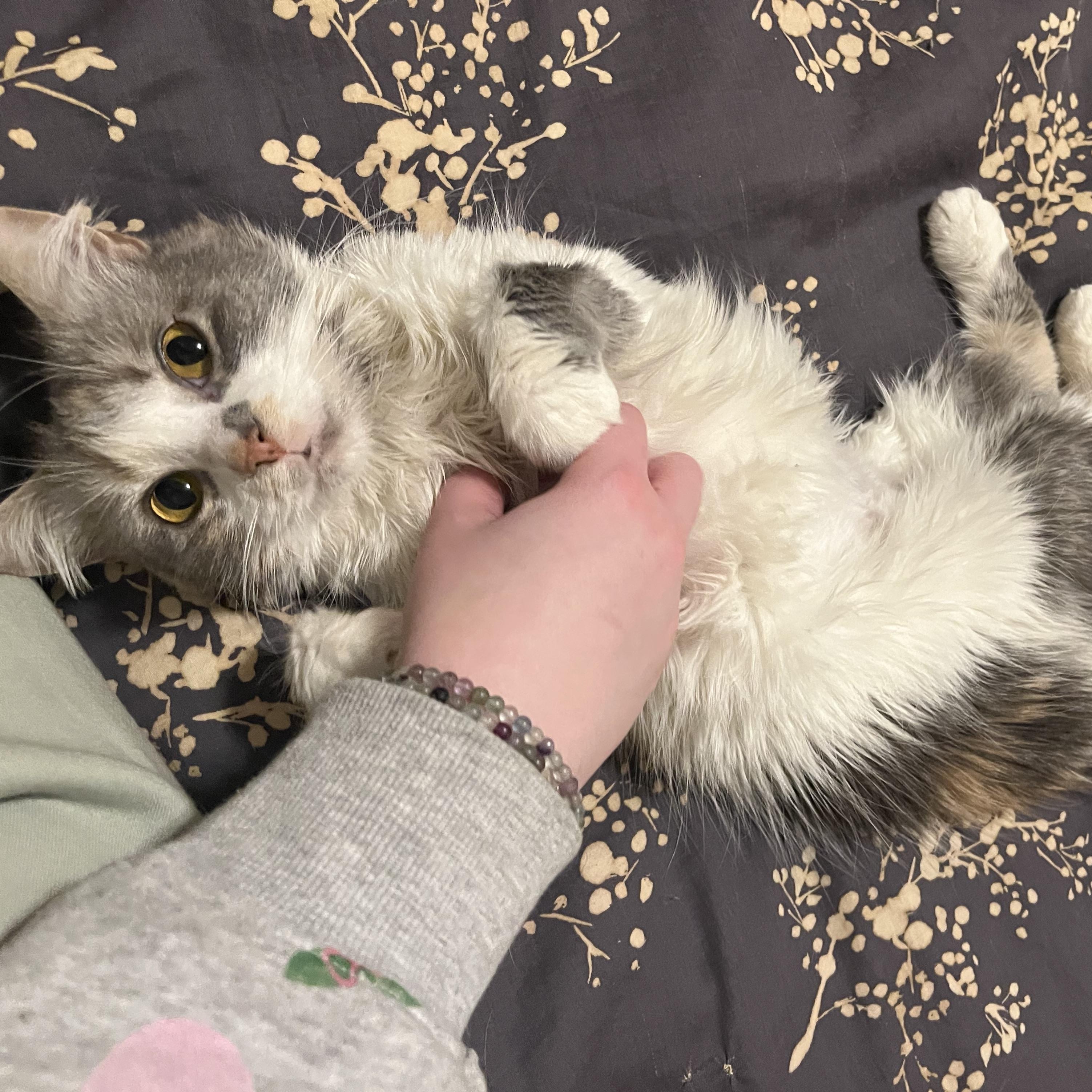 Enlarge Earth , a ADOPTABLE mixed breed in Chicago, IL image 3/3