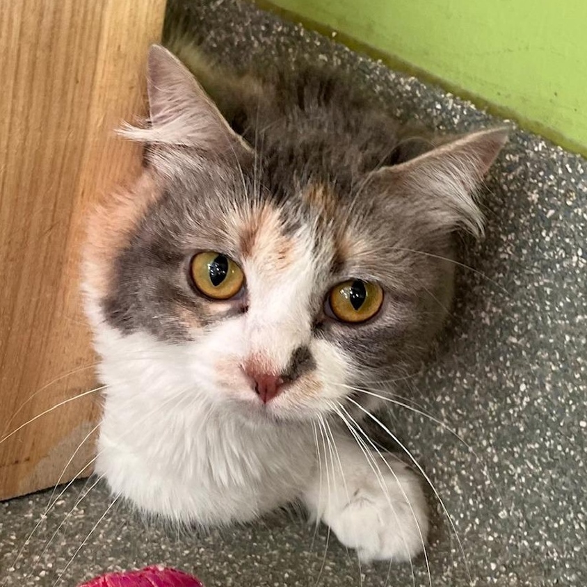 Enlarge Earth , a ADOPTABLE mixed breed in Chicago, IL image 2/3