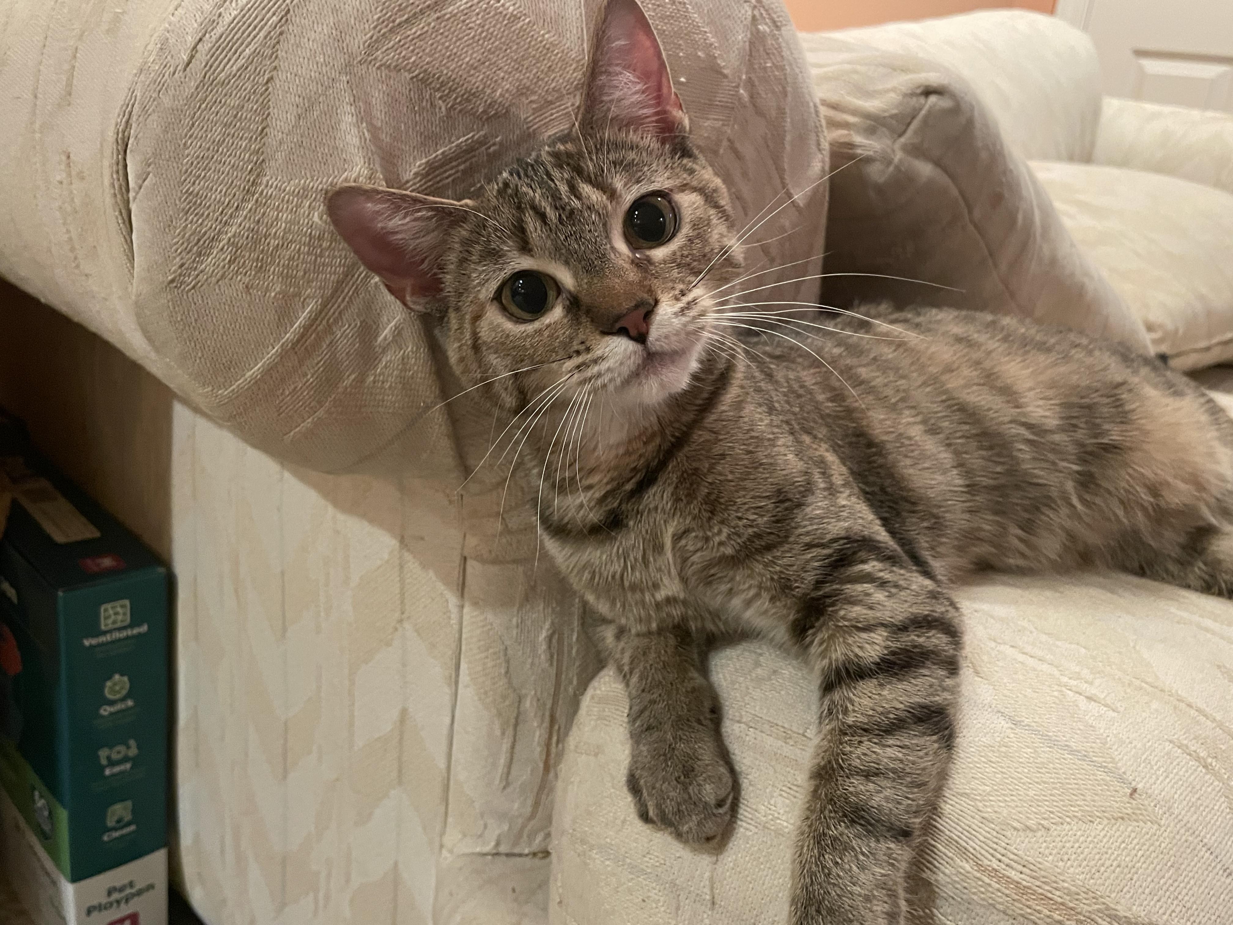 Jilly , ADOPTABLE, Young Female Domestic Short Hair.