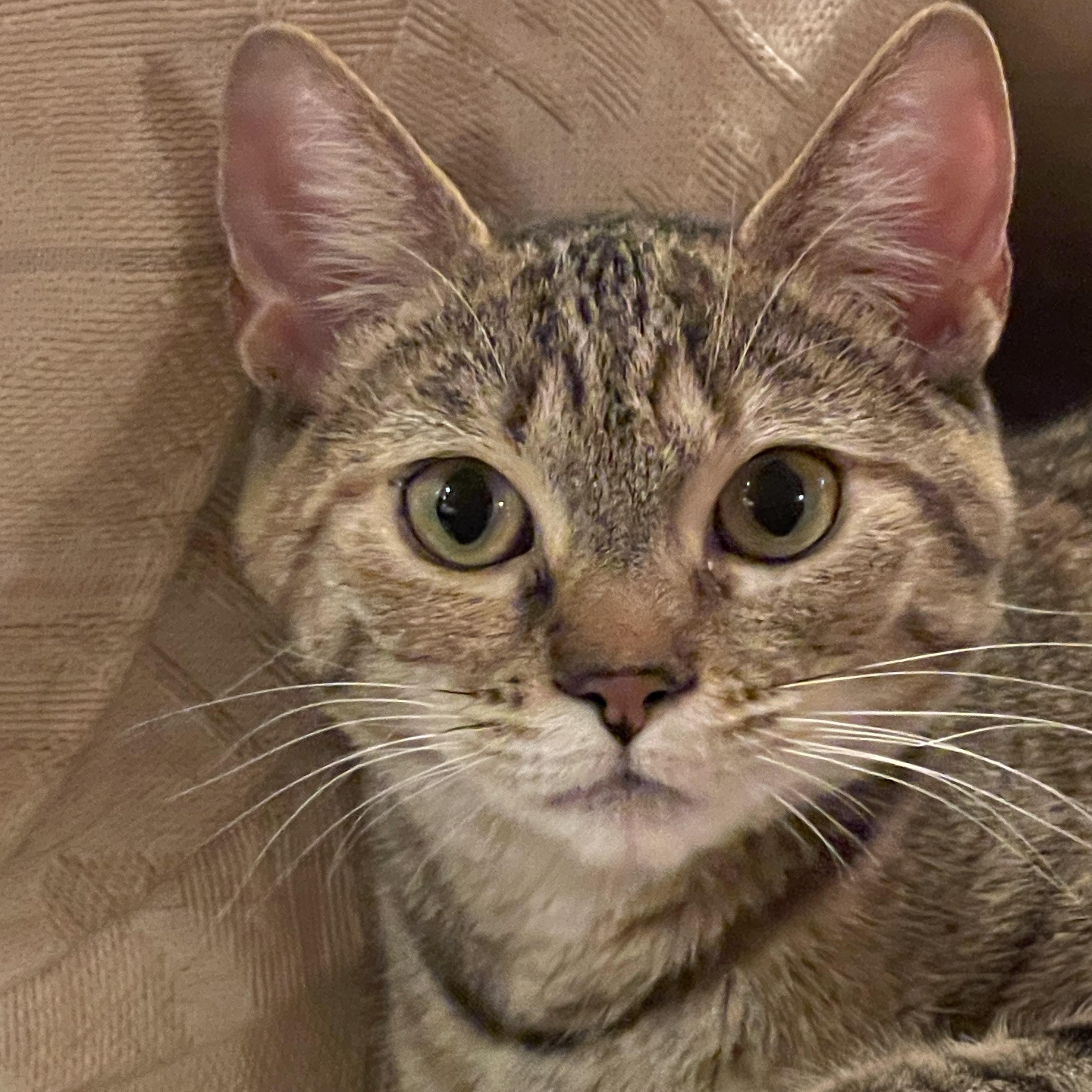 Jilly , a ADOPTABLE Domestic Short Hair in Andover, CT image 2/6