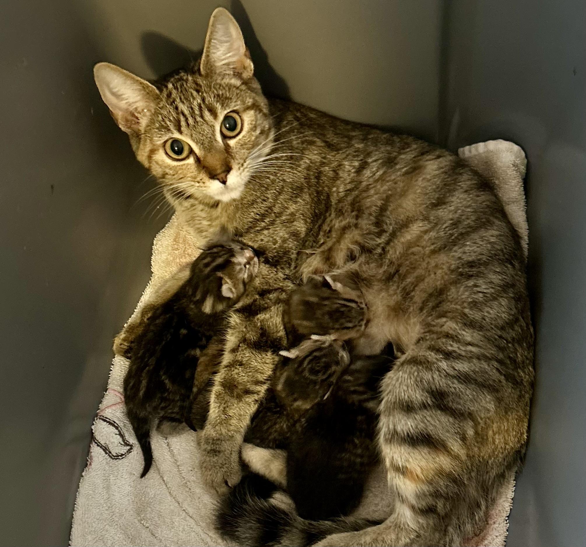 Jilly , a ADOPTABLE Domestic Short Hair in Andover, CT image 3/6