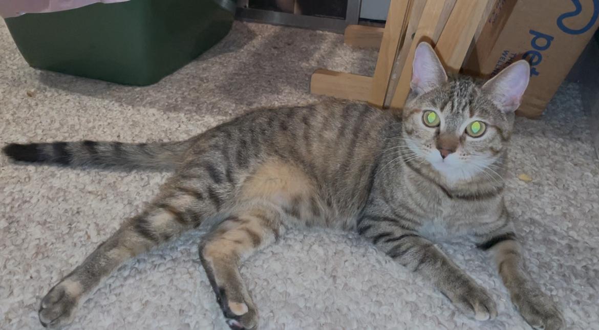 Jilly , a ADOPTABLE Domestic Short Hair in Andover, CT image 5/6