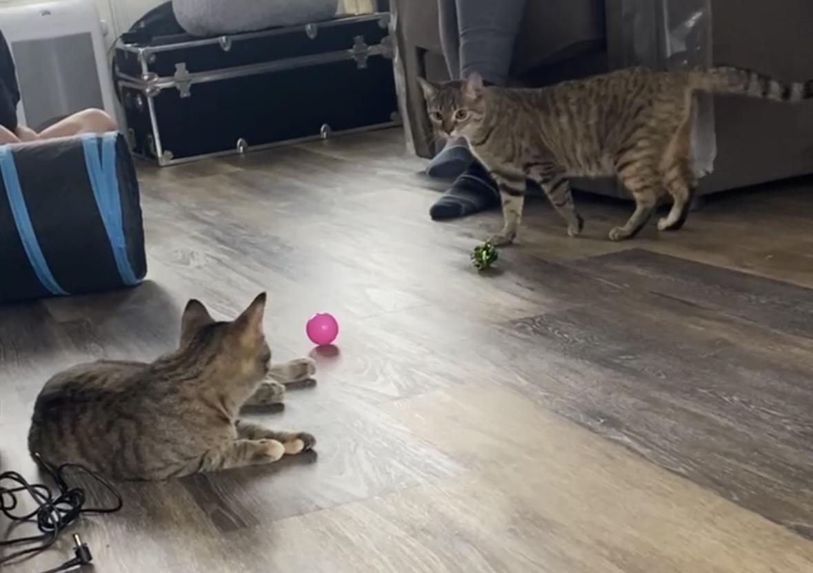 Jilly , a ADOPTABLE Domestic Short Hair in Andover, CT image 6/6