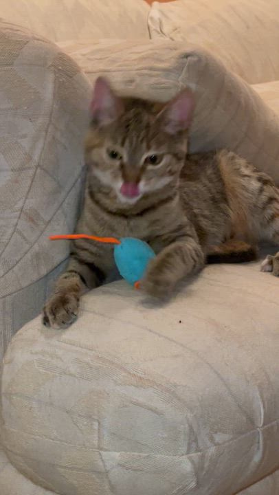 Enlarge Jilly , a ADOPTABLE Domestic Short Hair in Andover, CT video 4/6