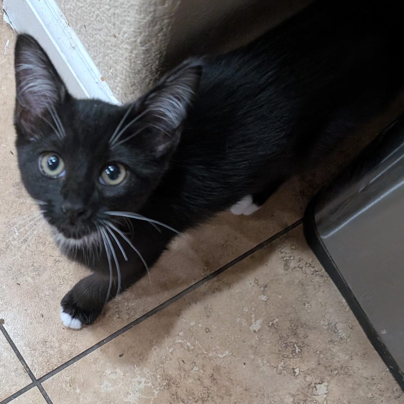 Penelope, a Adoptable American Shorthair in Tracy, CA image 2/3