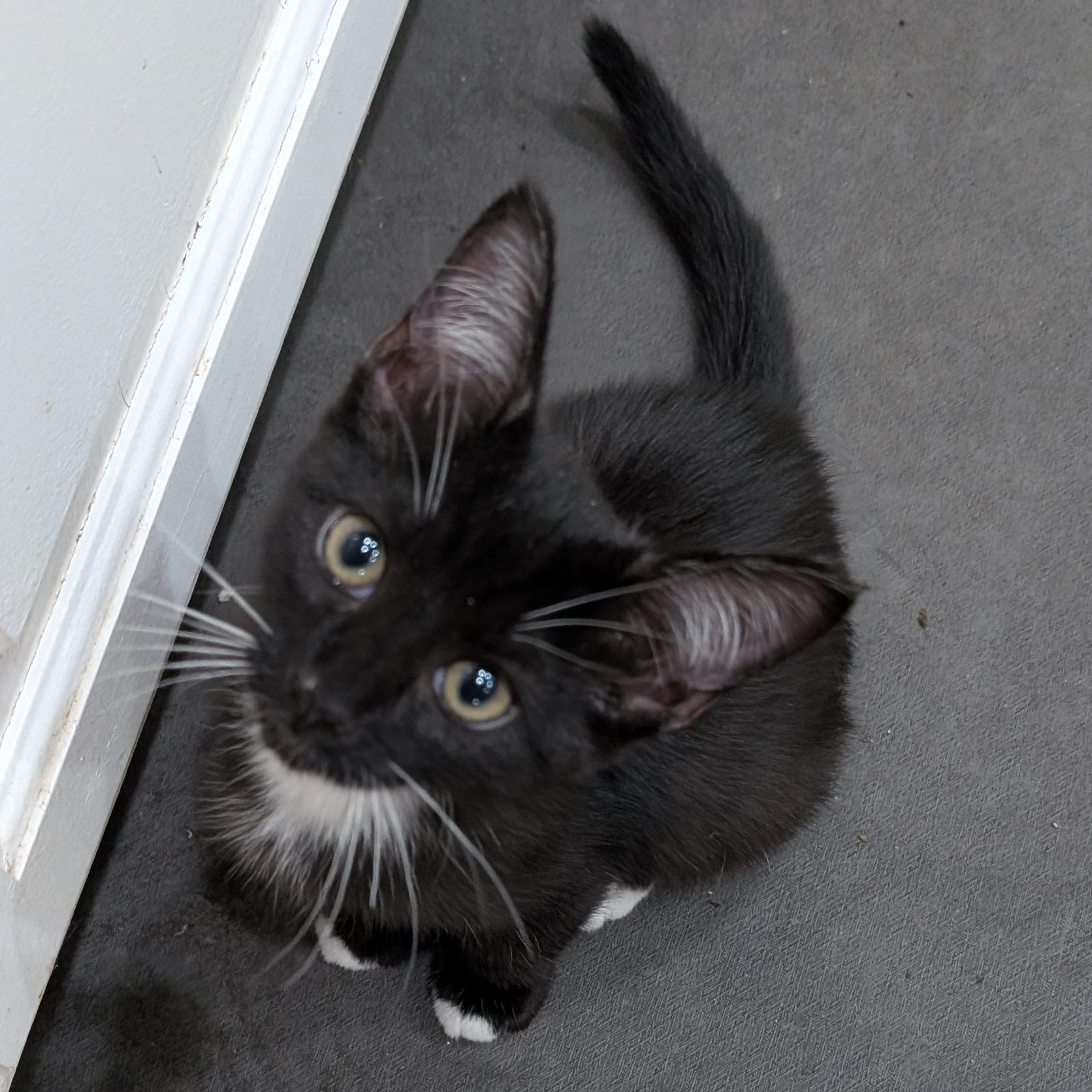 Penelope, a Adoptable American Shorthair in Tracy, CA image 1/3