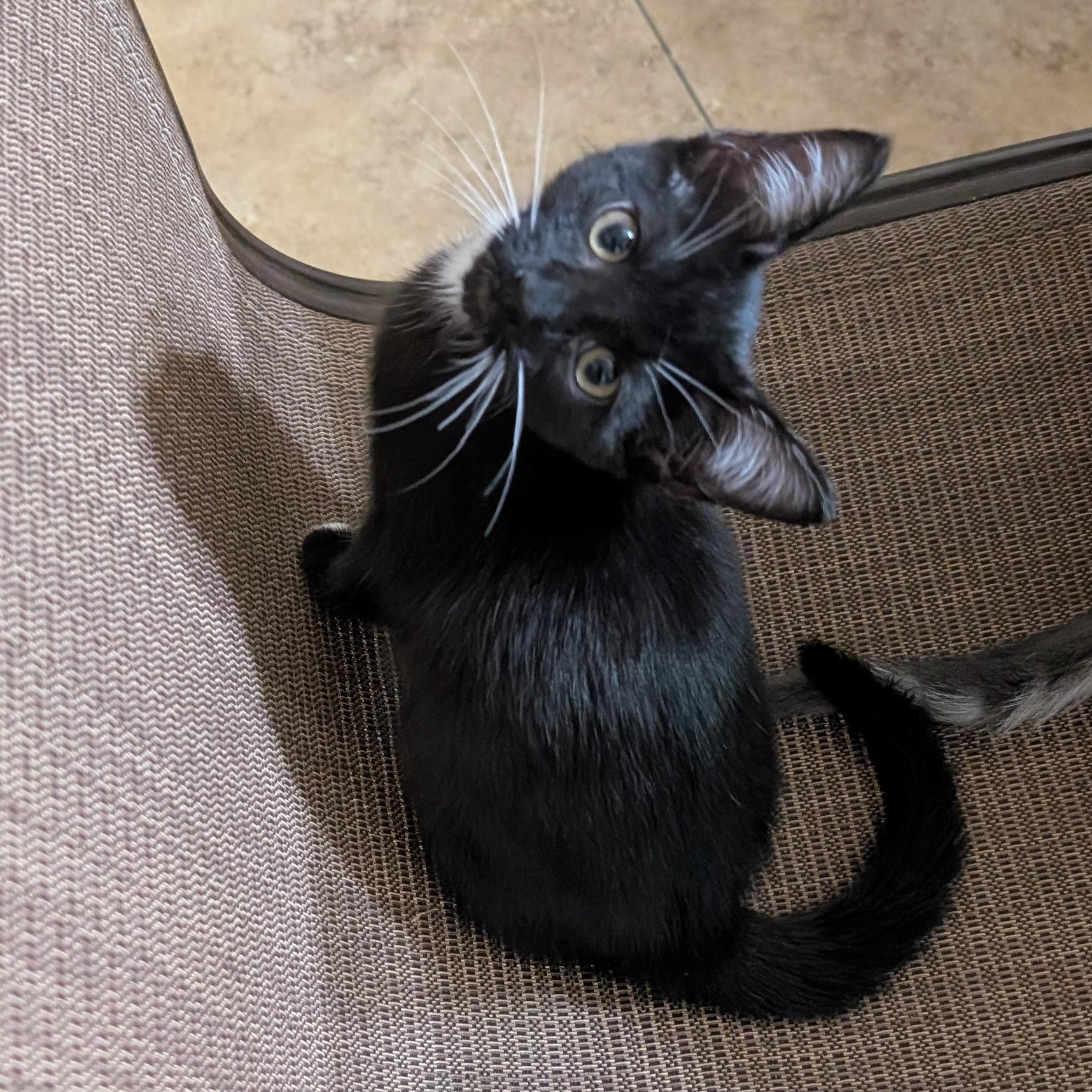 Penelope, a Adoptable American Shorthair in Tracy, CA image 3/3