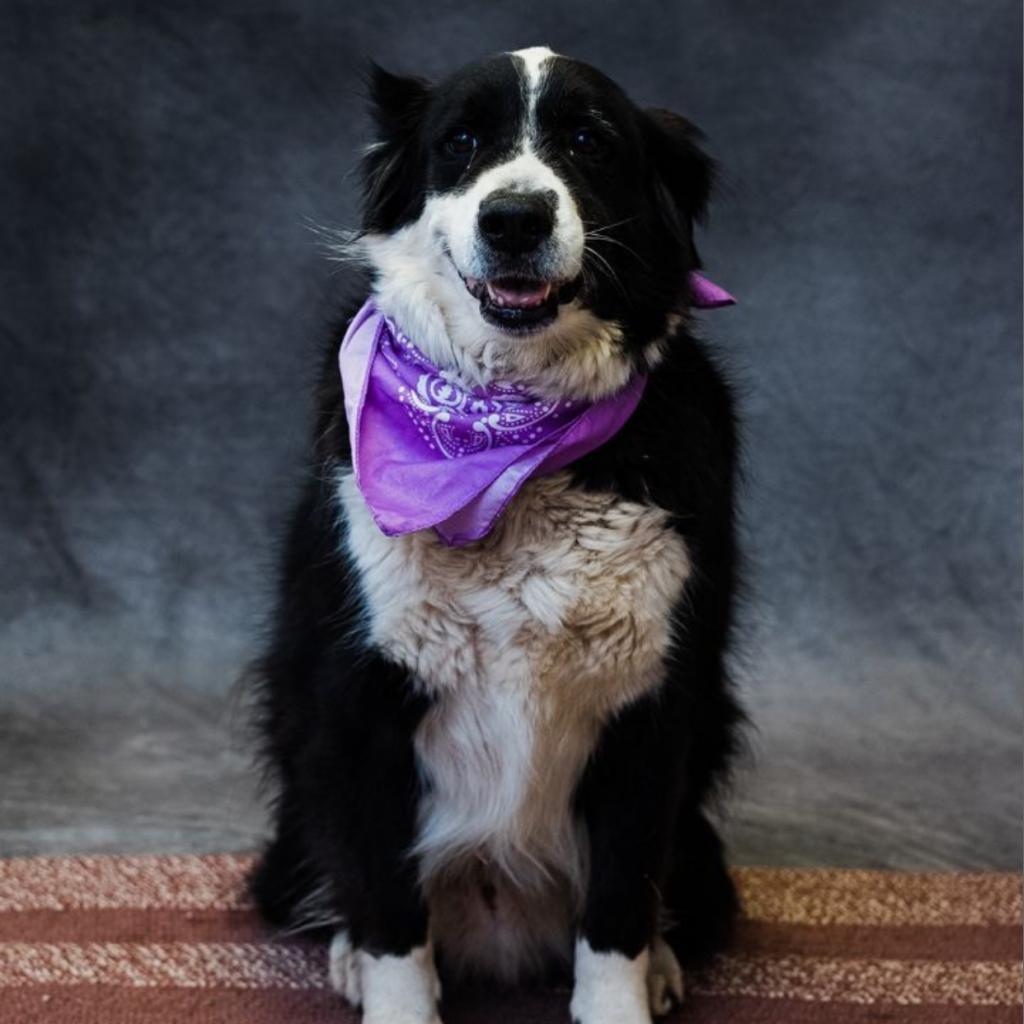 Enlarge Jethro, a Adoptable mixed breed in Uniontown, PA image 1/3