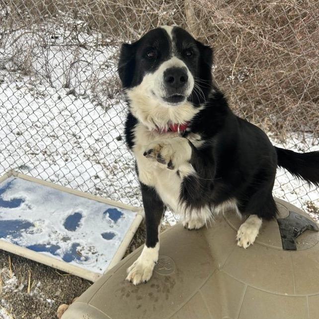 Enlarge Jethro, a Adoptable mixed breed in Uniontown, PA image 2/3
