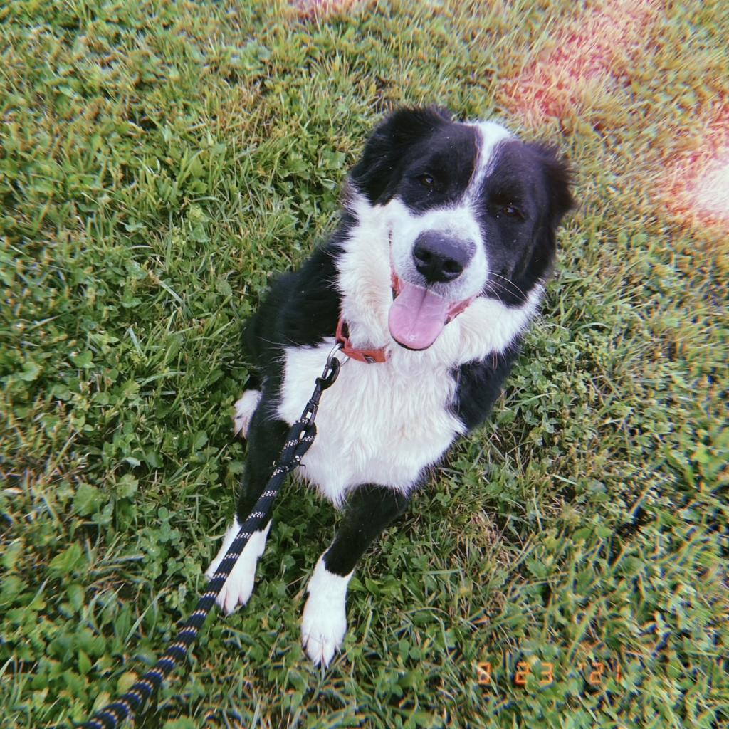 Enlarge Jethro, a Adoptable mixed breed in Uniontown, PA image 3/3