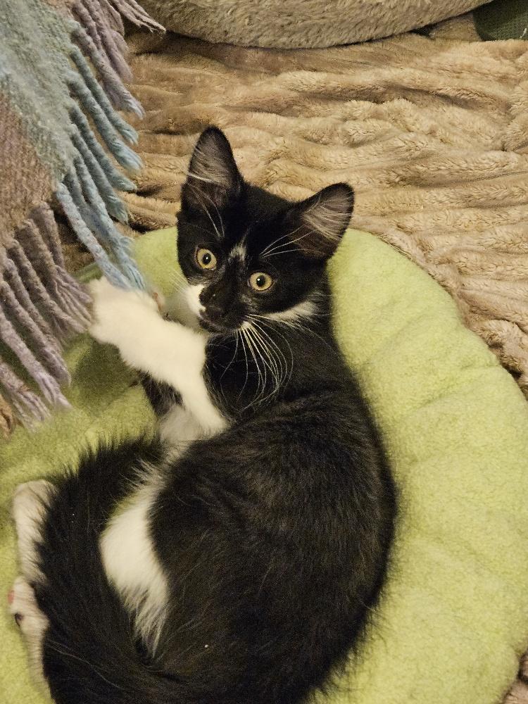 Enlarge Harry Potter - bonded with Hermione, an adoptable Domestic Medium Hair in Pickering, ON image 1/6