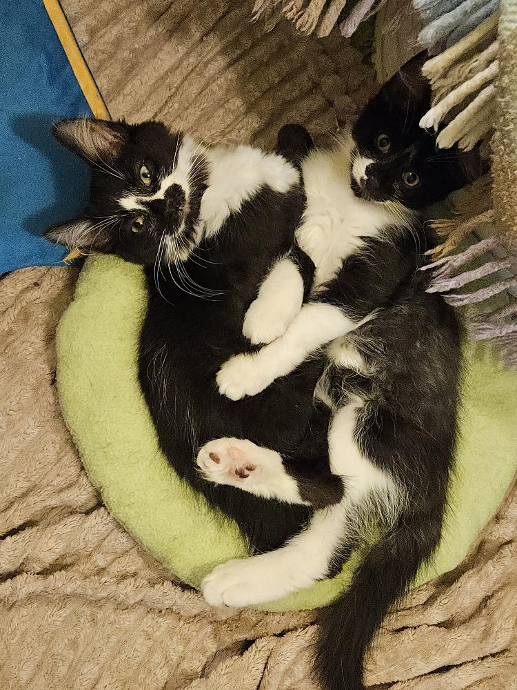 Enlarge Harry Potter - bonded with Hermione, an adoptable Domestic Medium Hair in Pickering, ON image 2/6