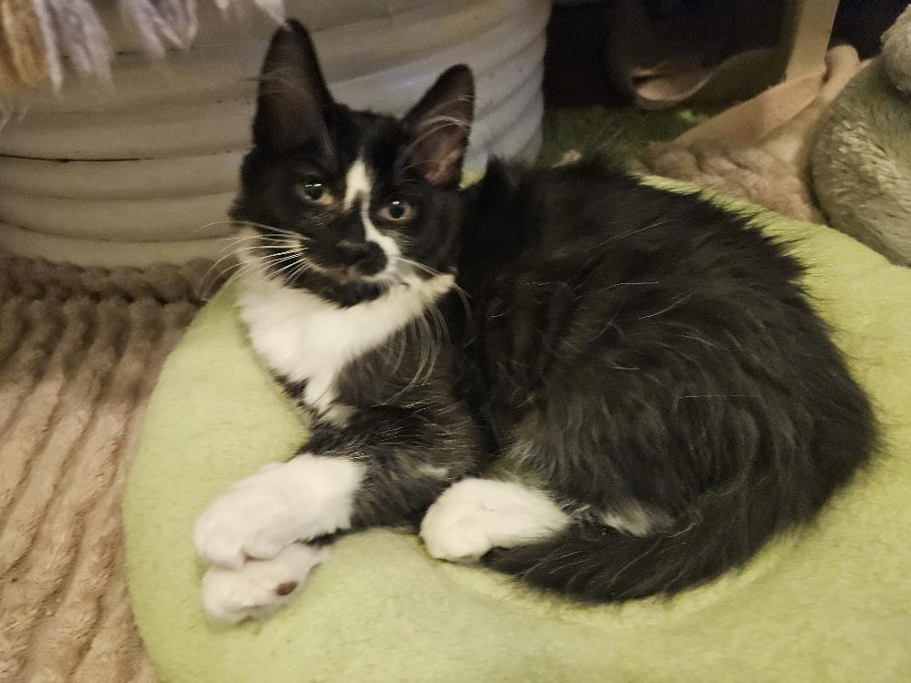 Enlarge Harry Potter - bonded with Hermione, an adoptable Domestic Medium Hair in Pickering, ON image 3/6