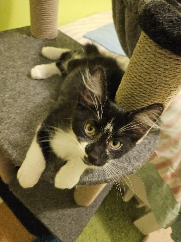 Enlarge Harry Potter - bonded with Hermione, an adoptable Domestic Medium Hair in Pickering, ON image 4/6