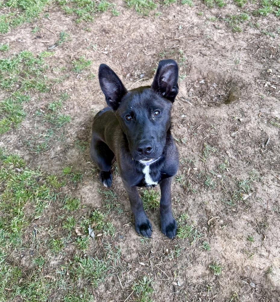 Enlarge Scout Finch, a Adoptable mixed breed in Boston, MA image 1/5