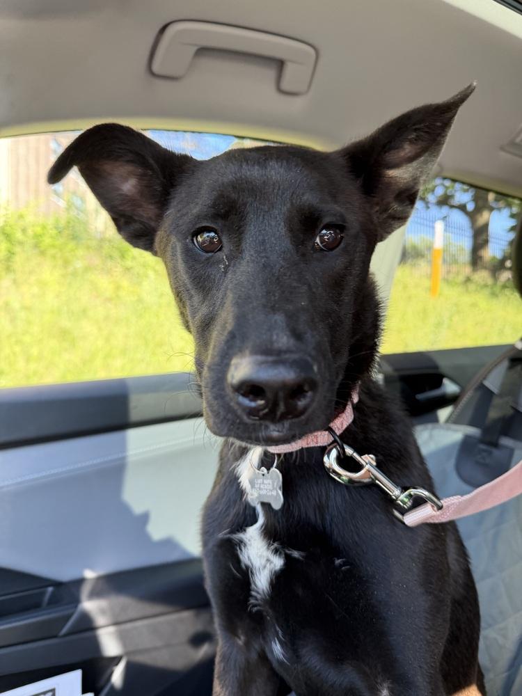 Enlarge Scout Finch, a Adoptable mixed breed in Boston, MA image 2/5