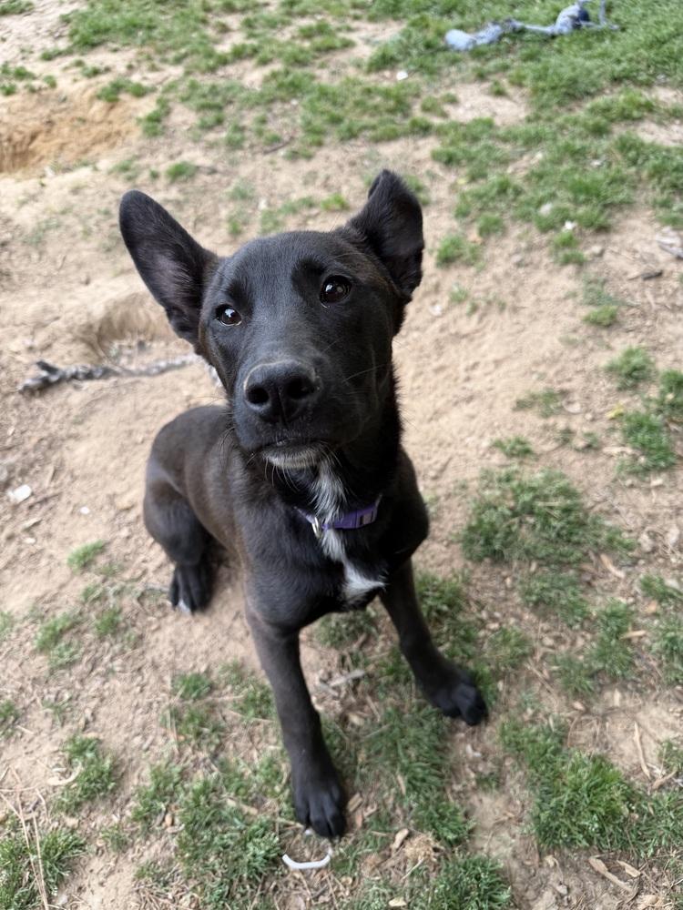 Enlarge Scout Finch, a Adoptable mixed breed in Boston, MA image 3/5