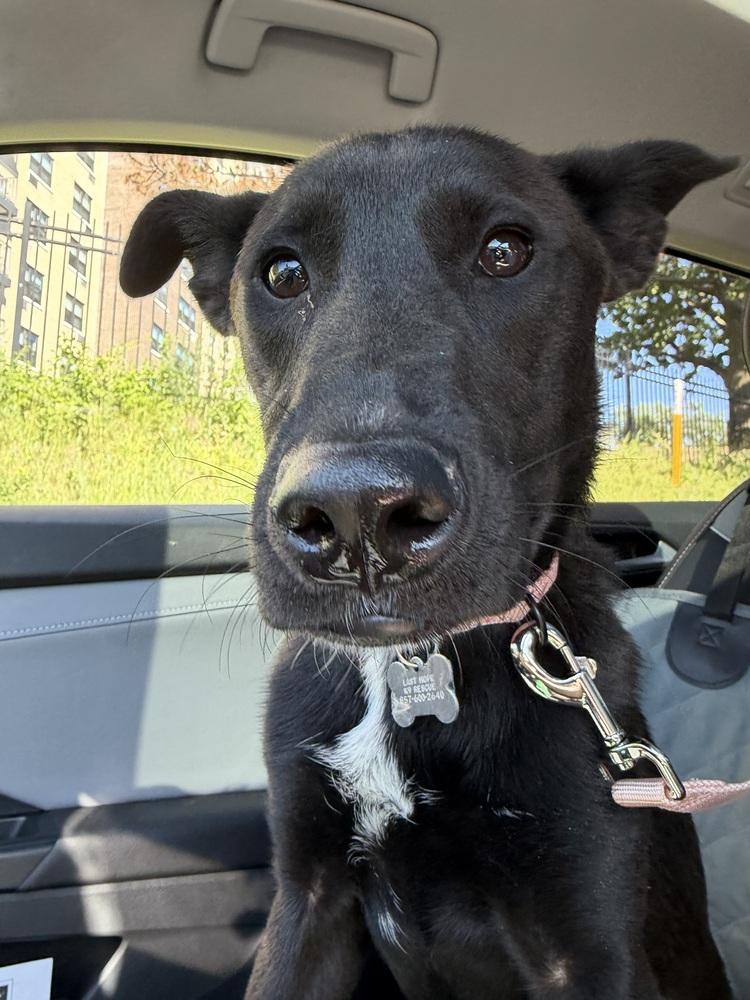 Enlarge Scout Finch, a Adoptable mixed breed in Boston, MA image 4/5