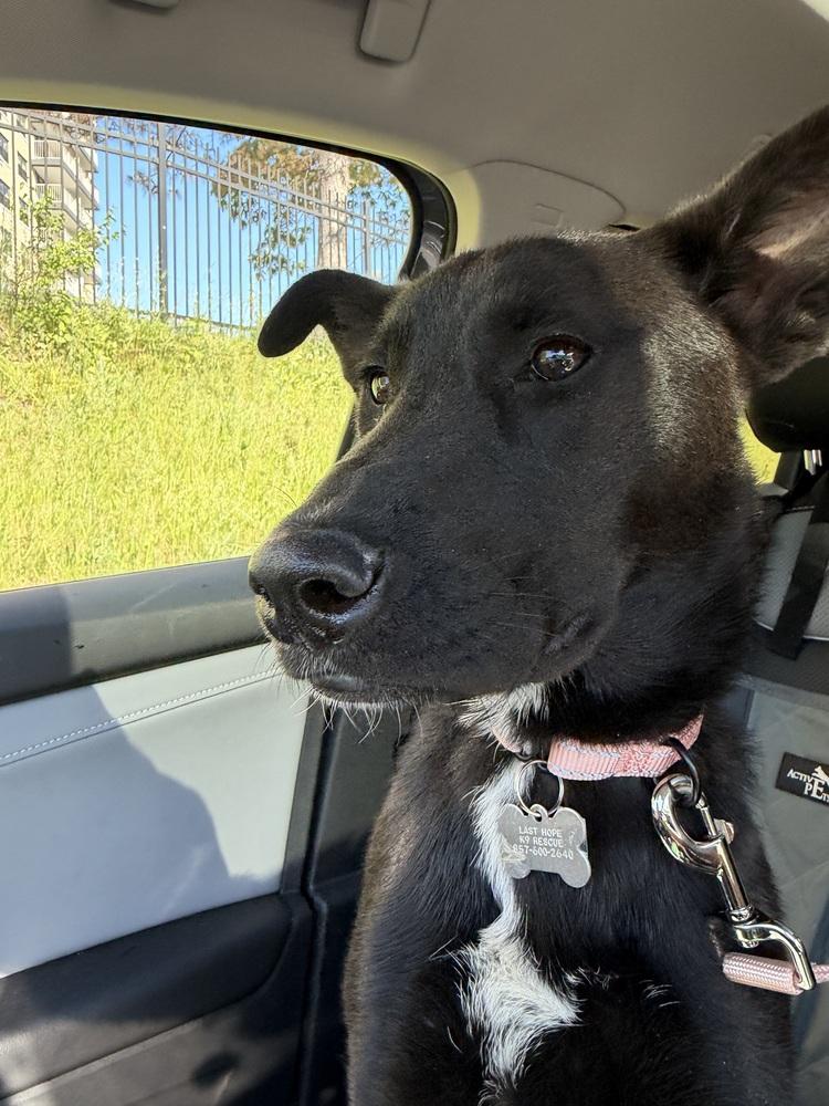 Enlarge Scout Finch, a Adoptable mixed breed in Boston, MA image 5/5