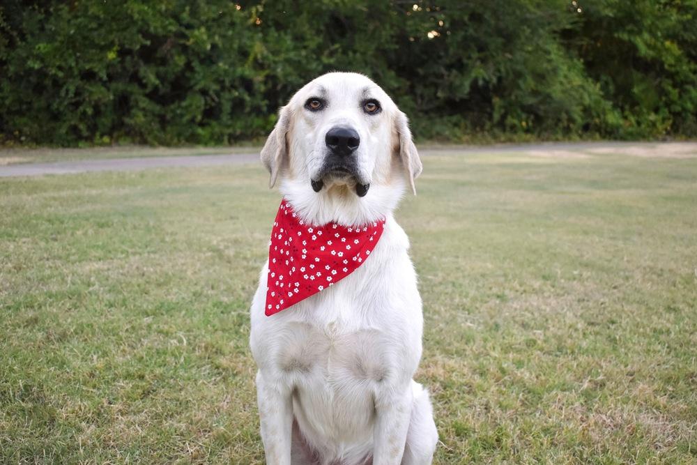 Enlarge Maybelline, a Adoptable mixed breed in Frisco, TX image 1/3