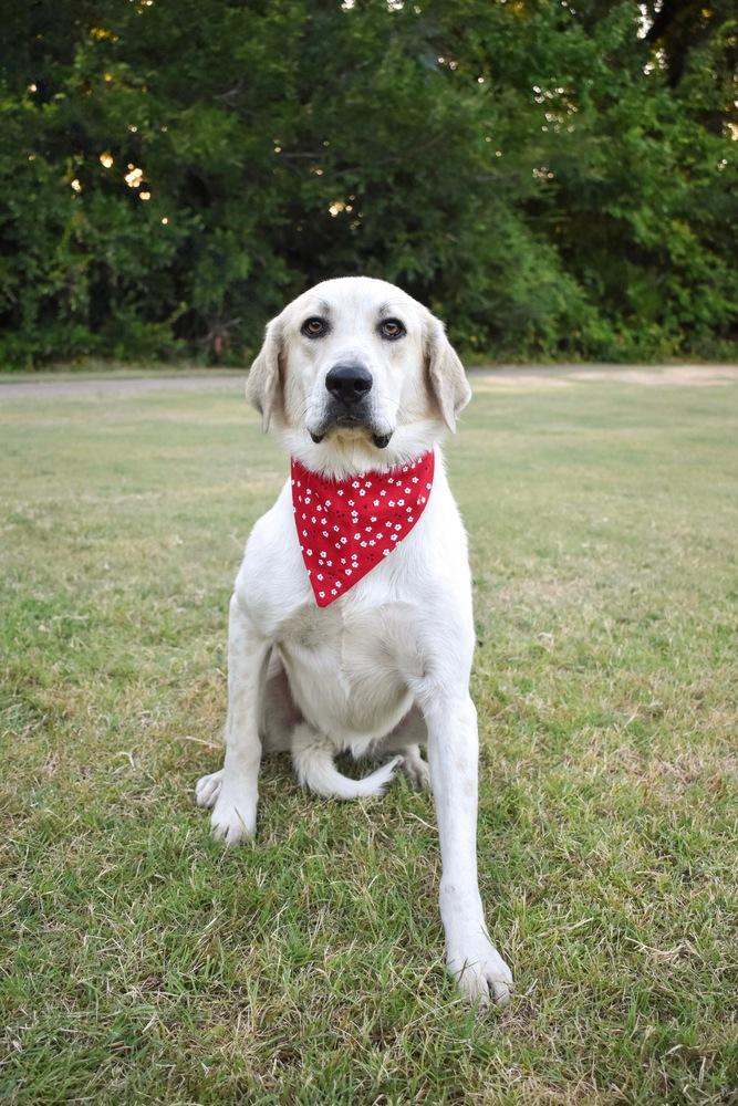 Enlarge Maybelline, a Adoptable mixed breed in Frisco, TX image 2/3