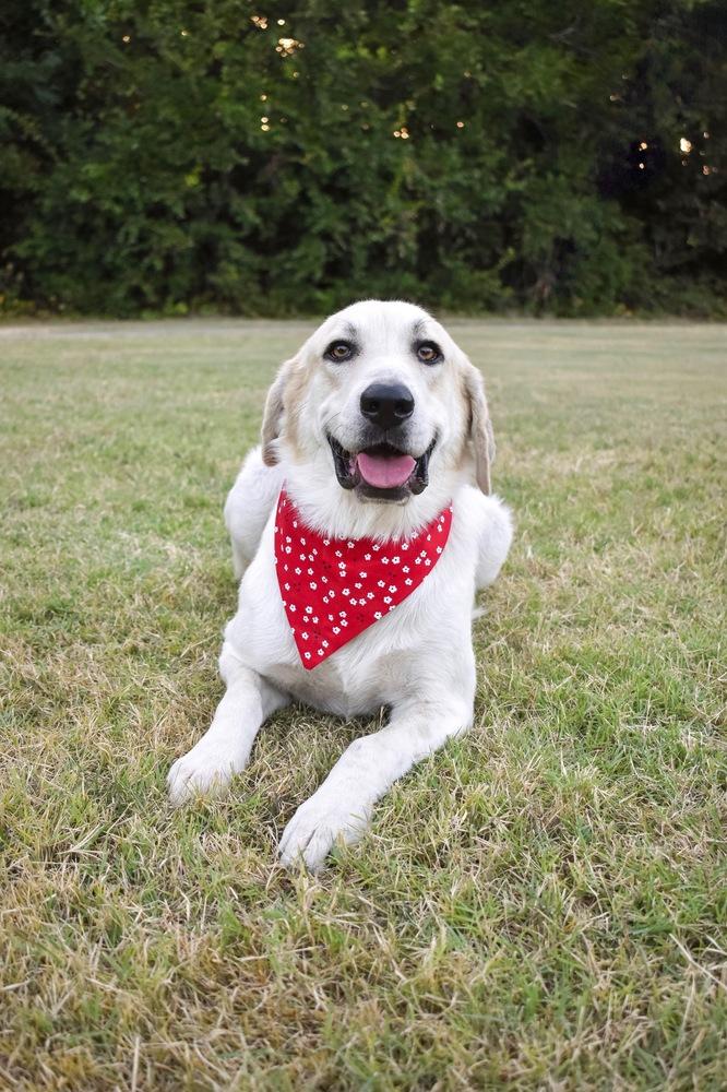 Enlarge Maybelline, a Adoptable mixed breed in Frisco, TX image 3/3