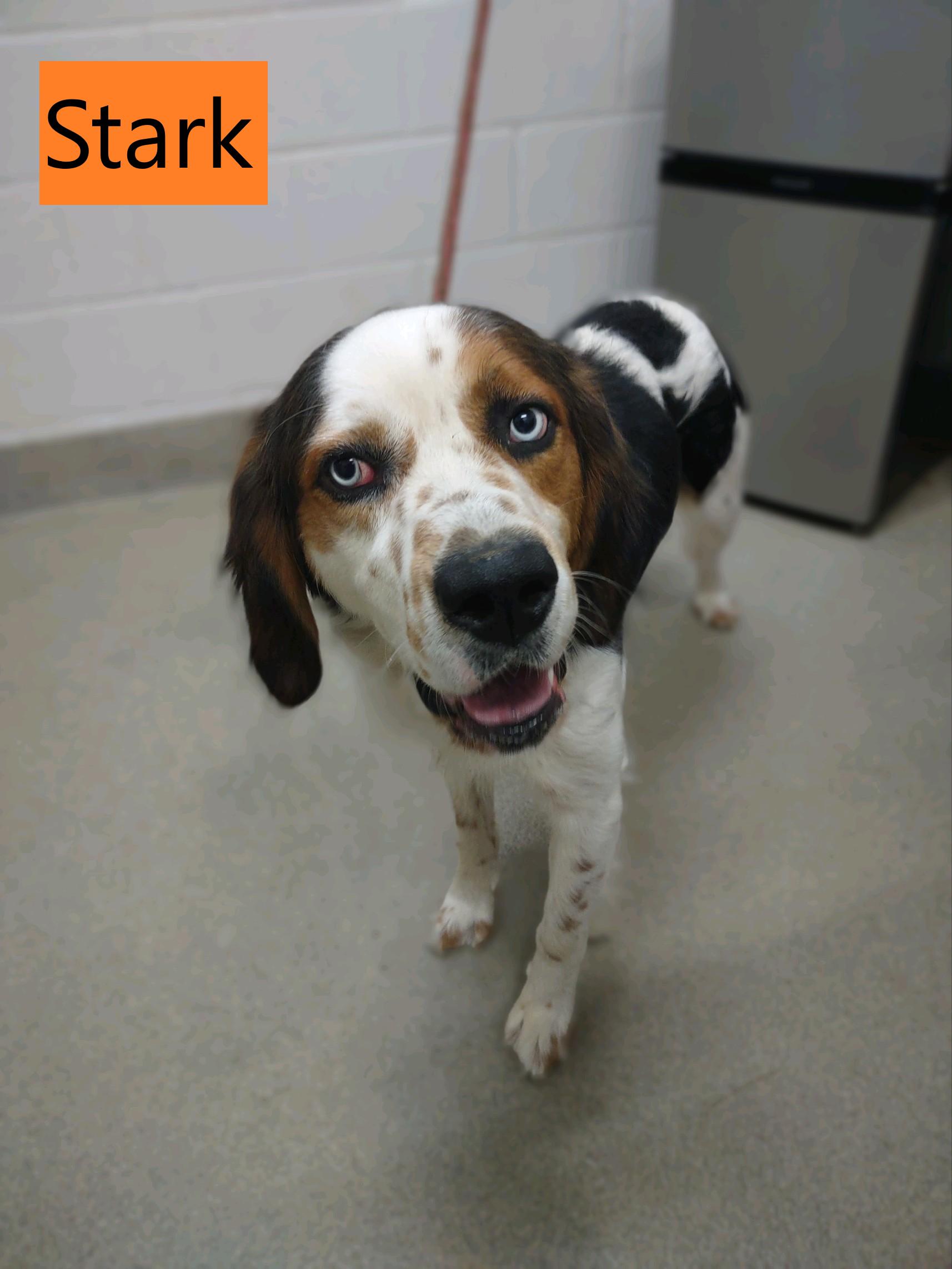 Enlarge Stark, an adopted mixed breed in Mount Vernon, OH image 1/2