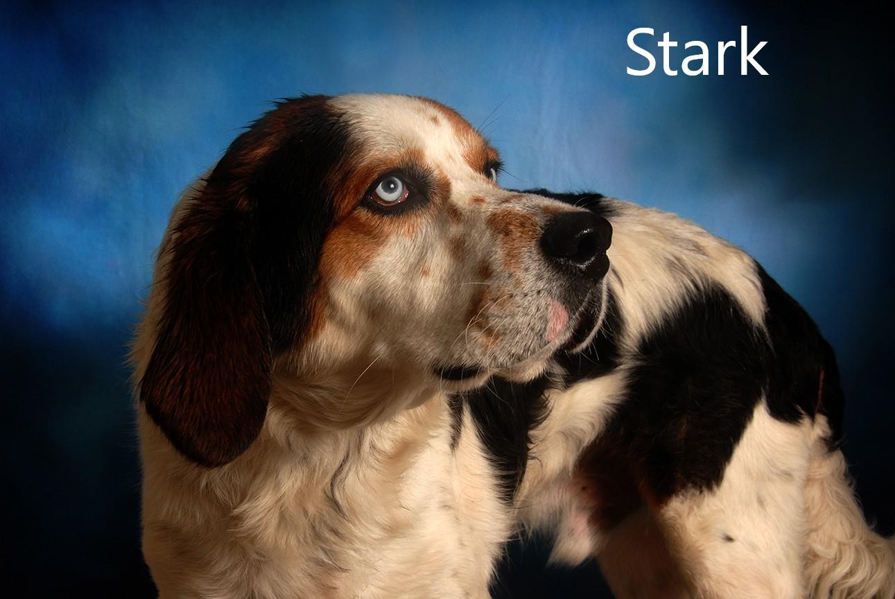 Enlarge Stark, an adopted mixed breed in Mount Vernon, OH image 2/2