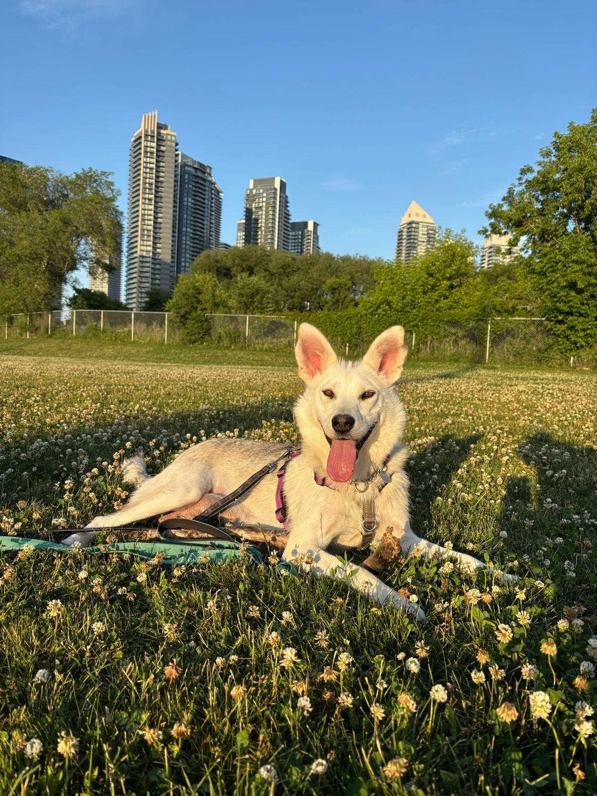Enlarge Autumn, a Adoptable mixed breed in Oakville, ON image 6/6