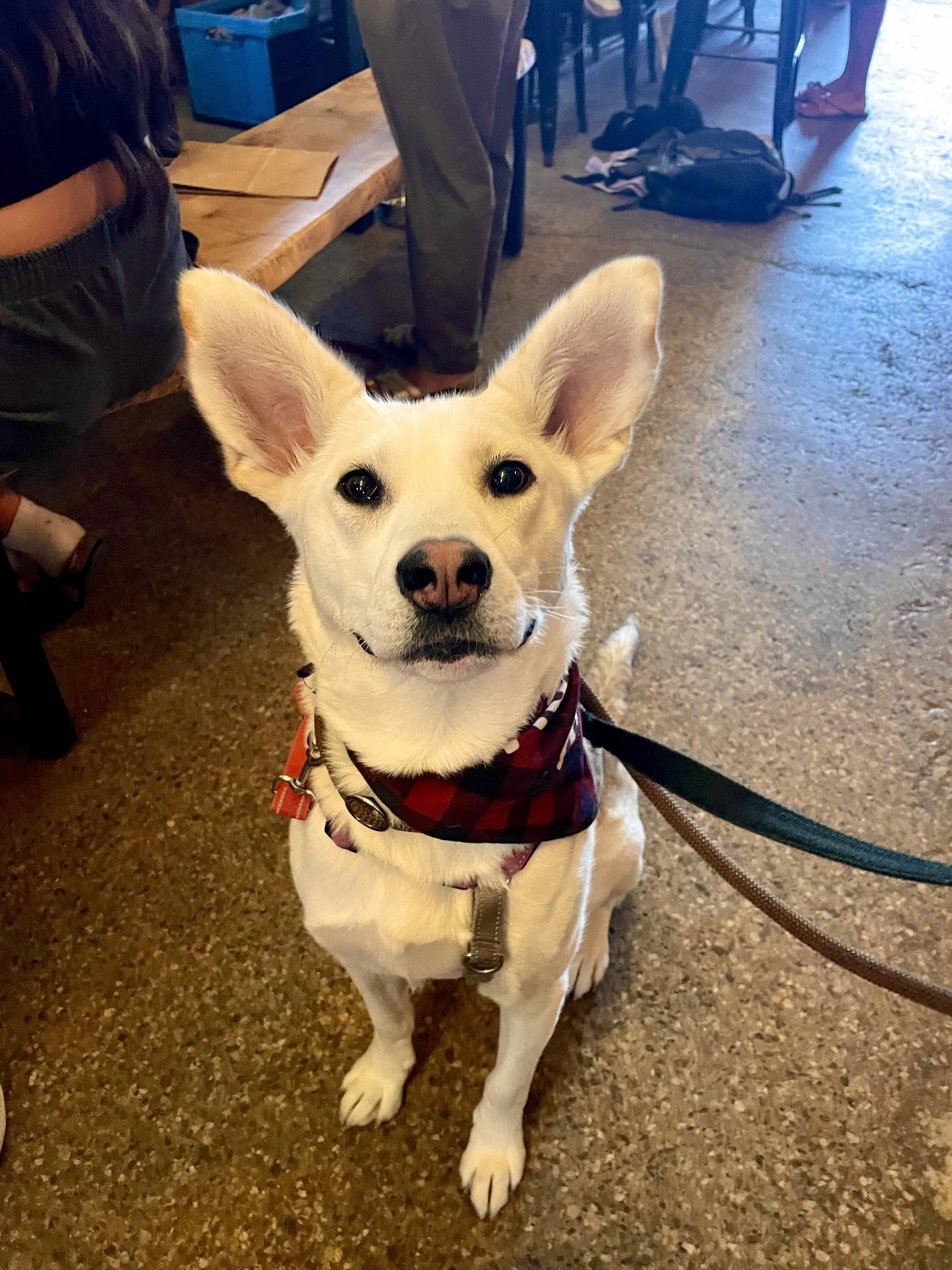 Enlarge Autumn, a Adoptable mixed breed in Oakville, ON image 2/6