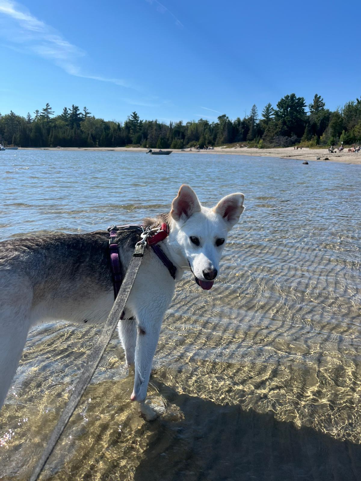 Enlarge Autumn, a Adoptable mixed breed in Oakville, ON image 3/6