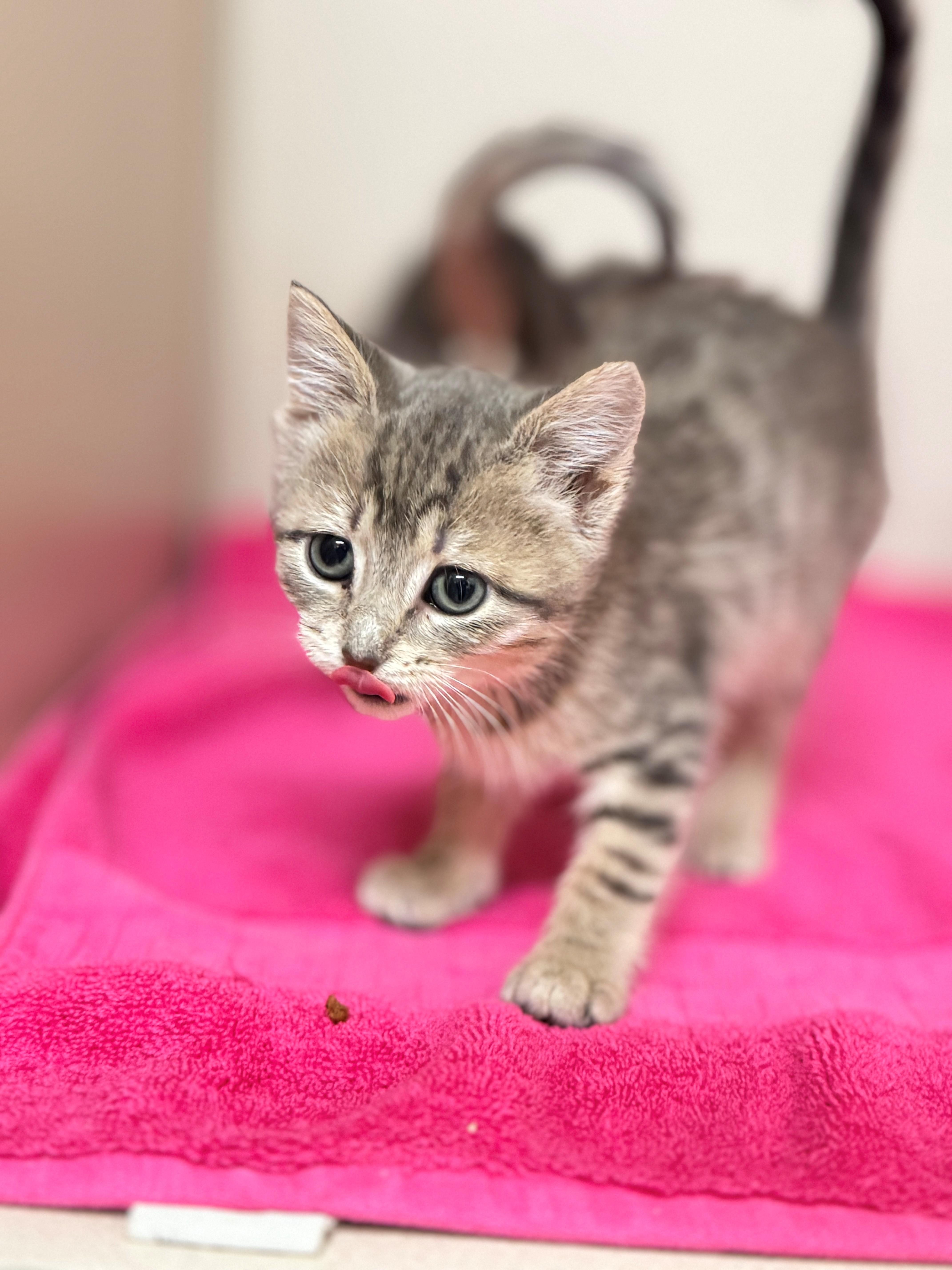 Harmony, a Adoptable Domestic Short Hair in Hackensack, MN image 1/5