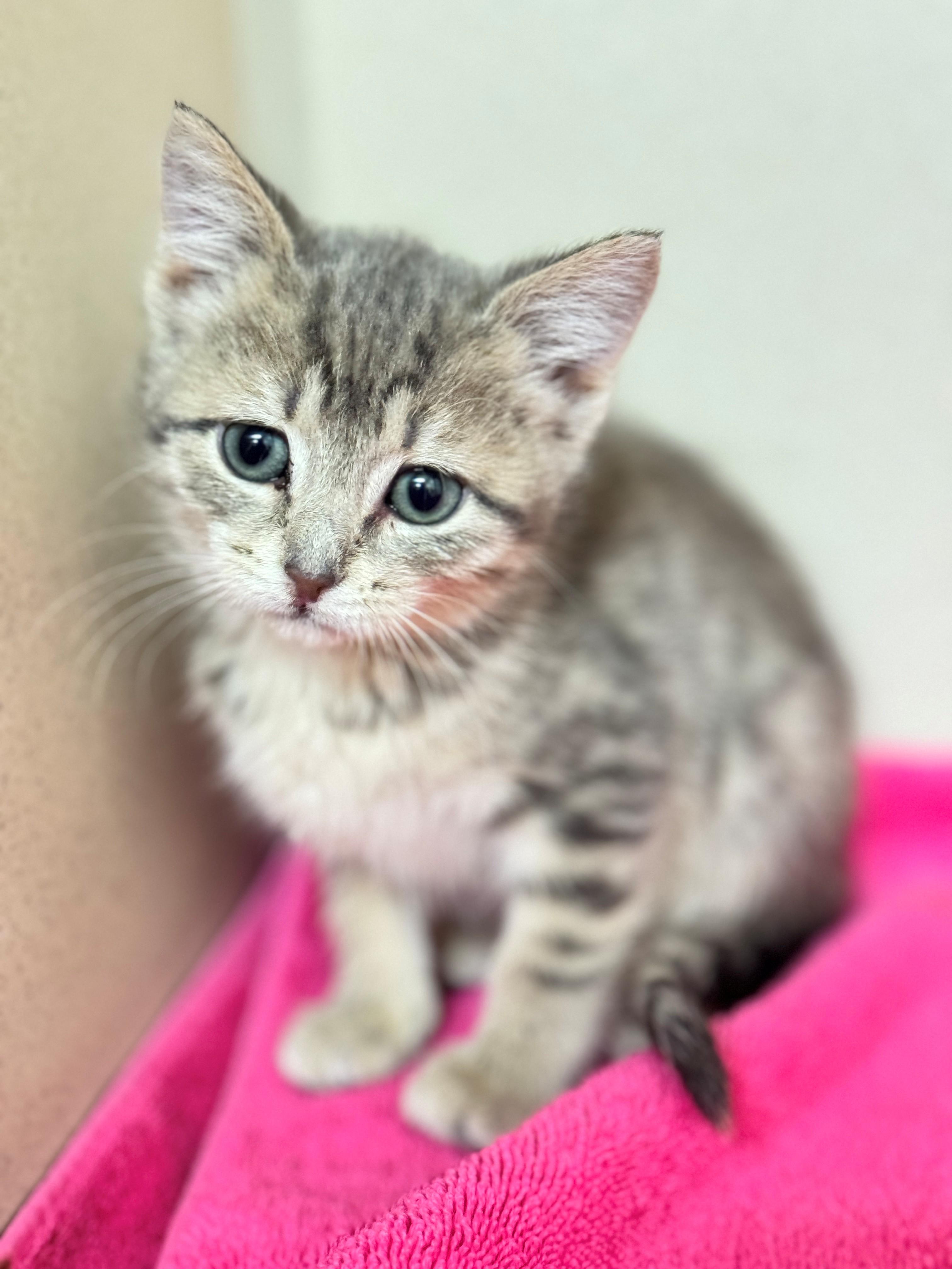 Harmony, a Adoptable Domestic Short Hair in Hackensack, MN image 2/5