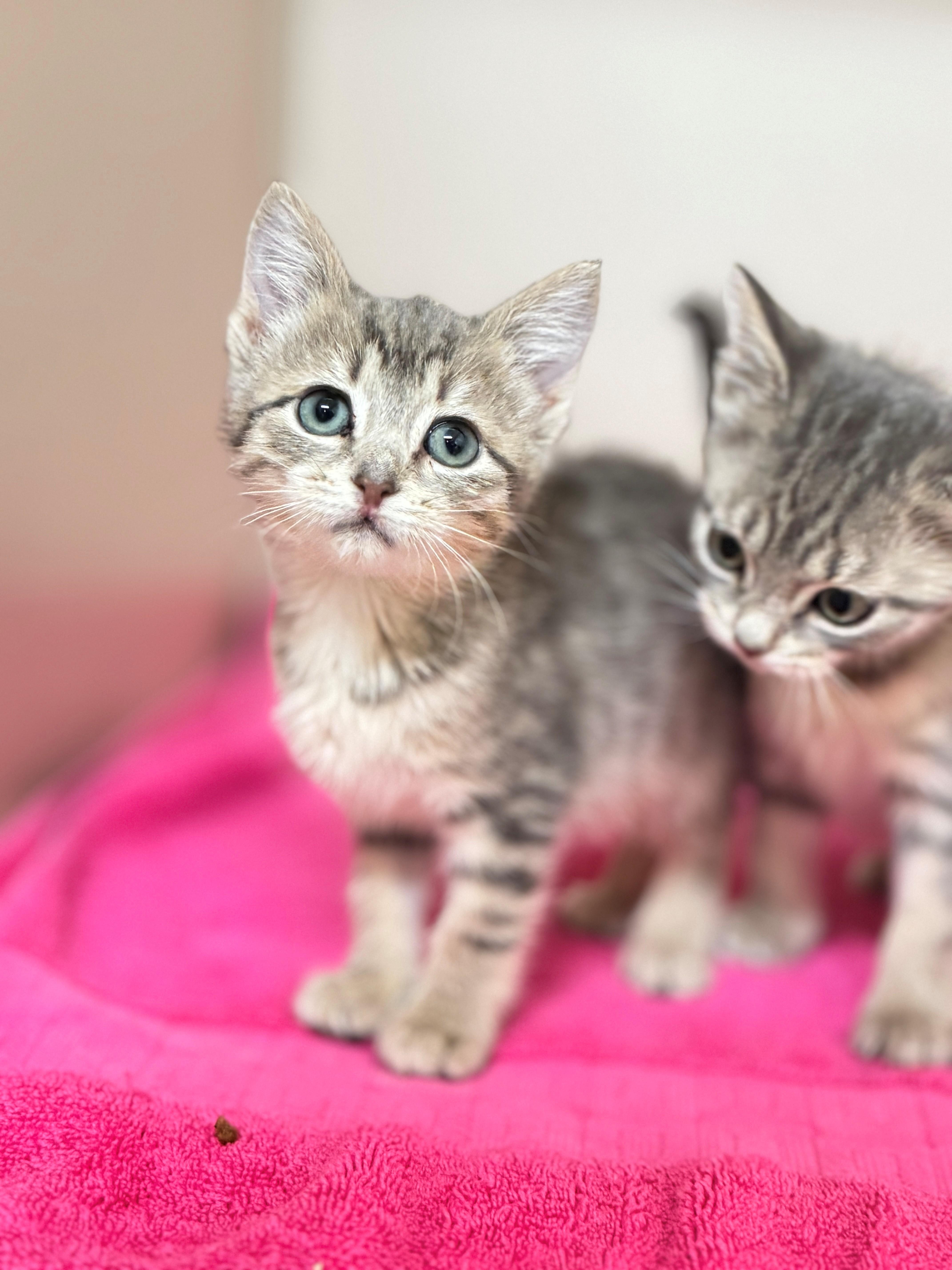 Harmony, a Adoptable Domestic Short Hair in Hackensack, MN image 4/5