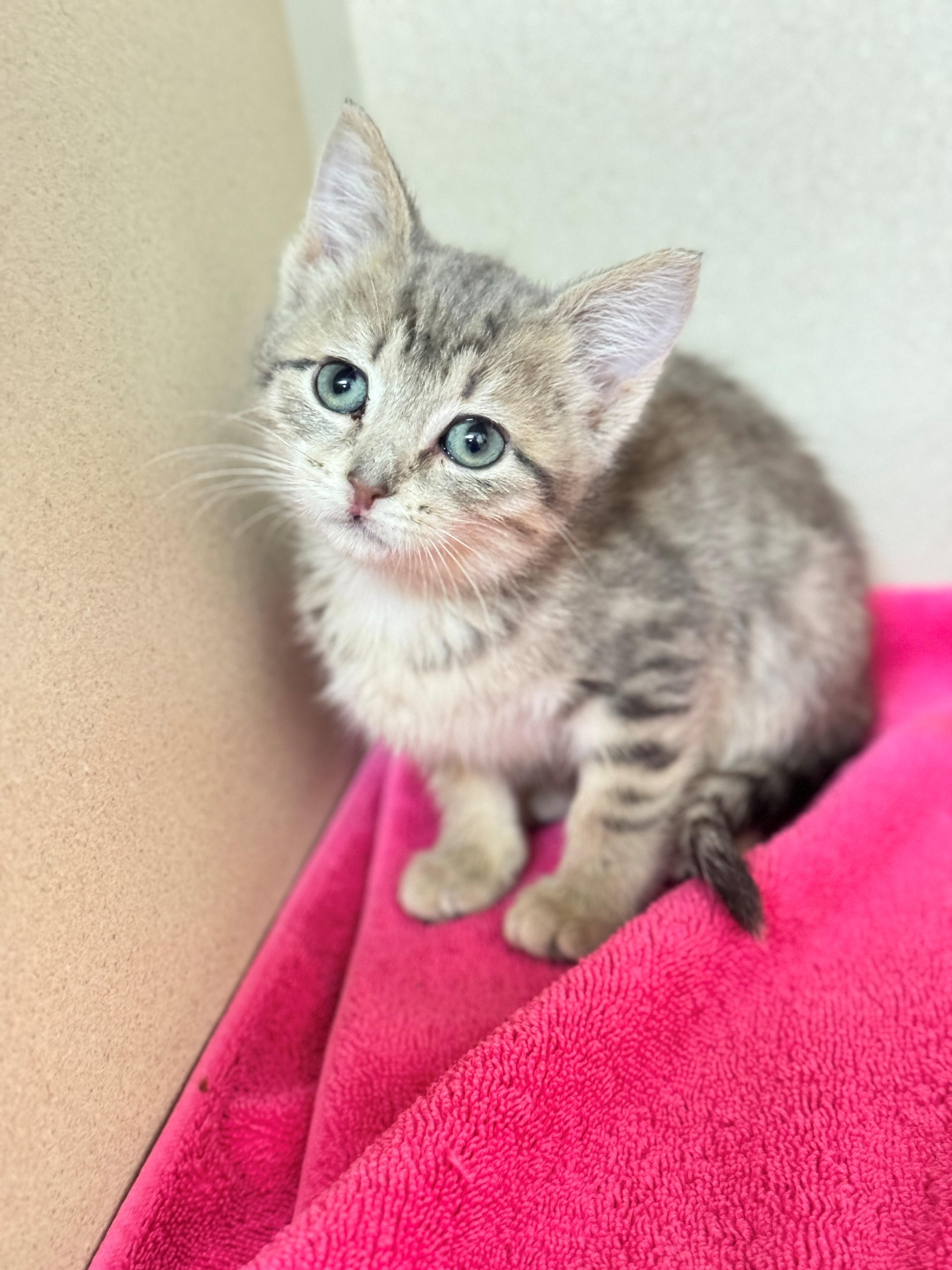 Harmony, a Adoptable Domestic Short Hair in Hackensack, MN image 5/5