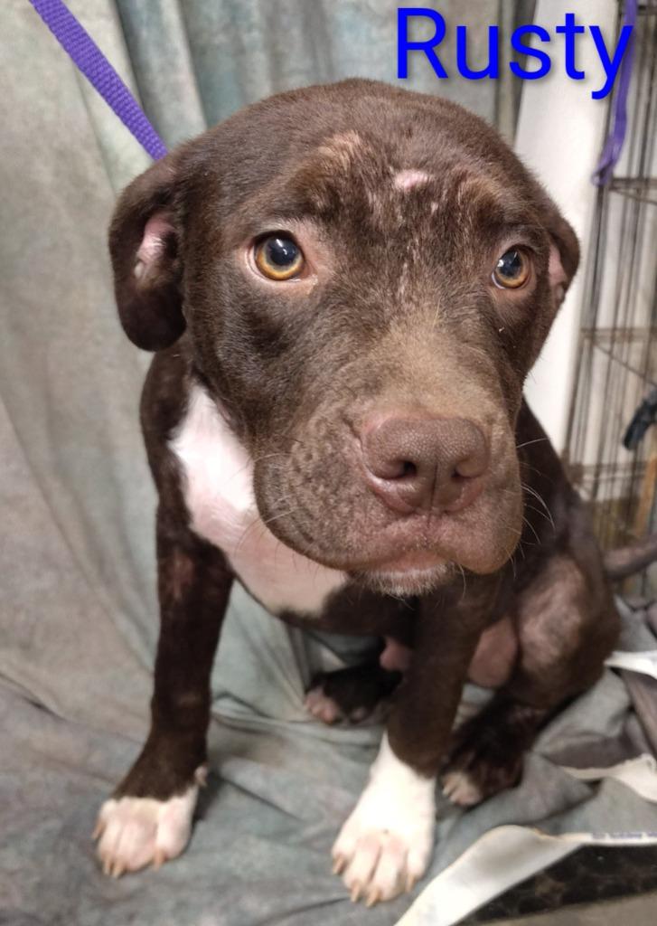 Rusty, a Adopted mixed breed in Mena, AR image 2/2