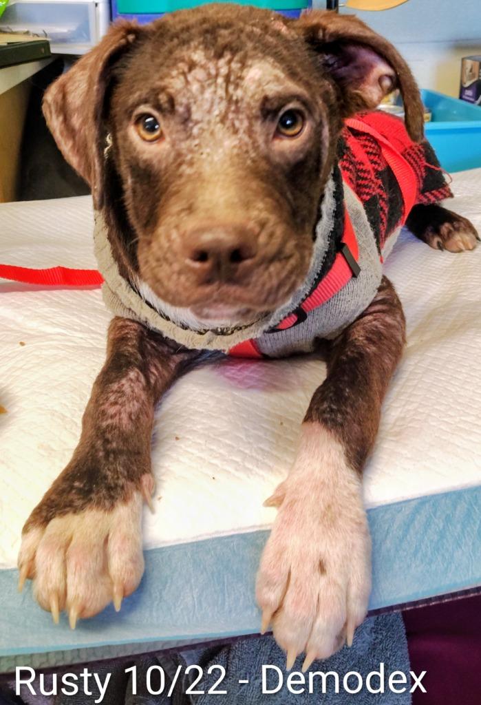 Enlarge Rusty, a Adoptable mixed breed in Mena, AR image 2/2