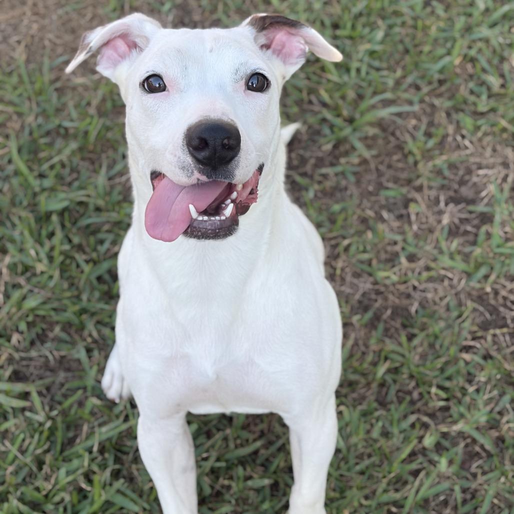 Enlarge Orbit, a Adoptable mixed breed in Lufkin, TX image 1/6