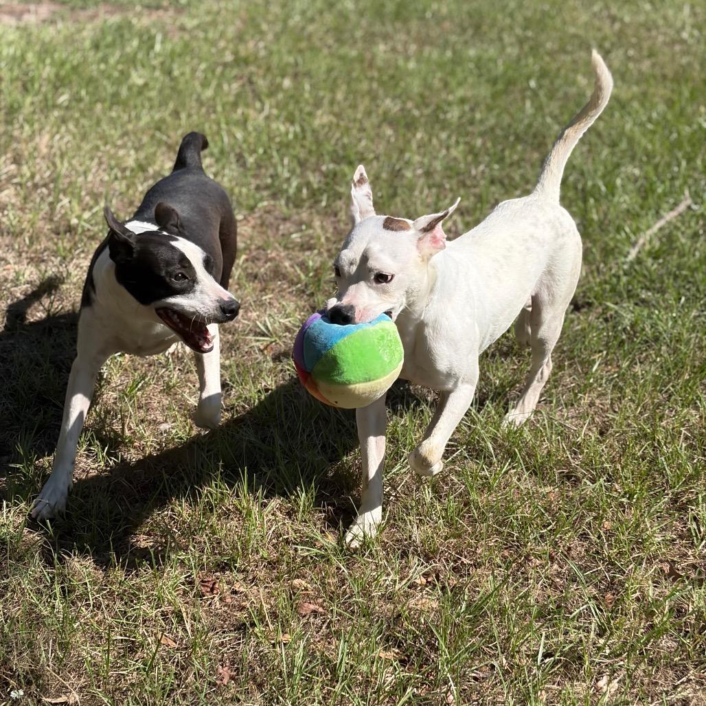 Enlarge Orbit, a Adoptable mixed breed in Lufkin, TX image 2/6